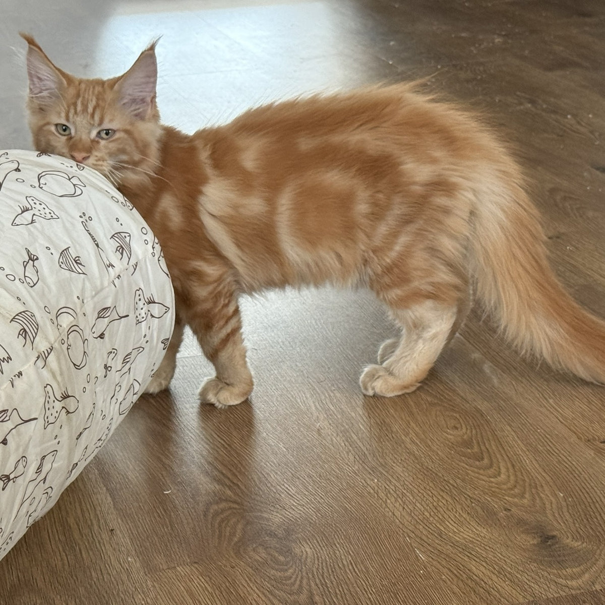 Anfisa Maine Coon female, red tabby