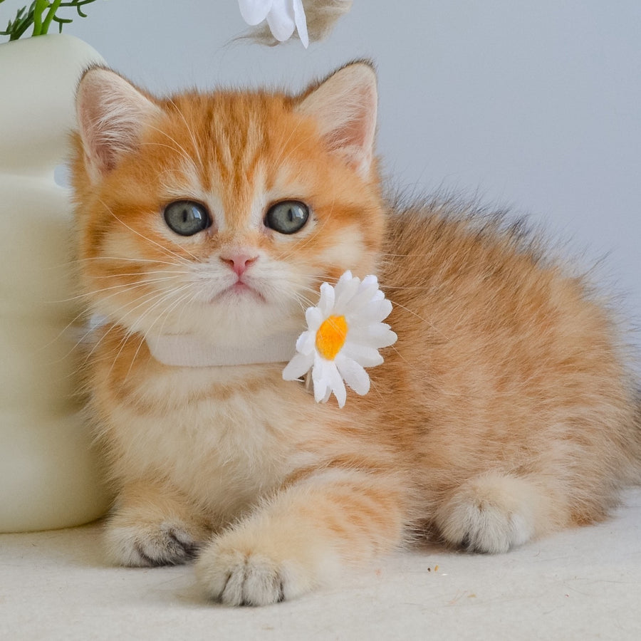Ilani British Shorthair female, black golden spotted tabby