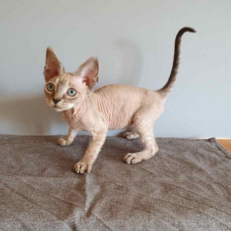 Samantha Devon Rex female black tabby pointed - live animals