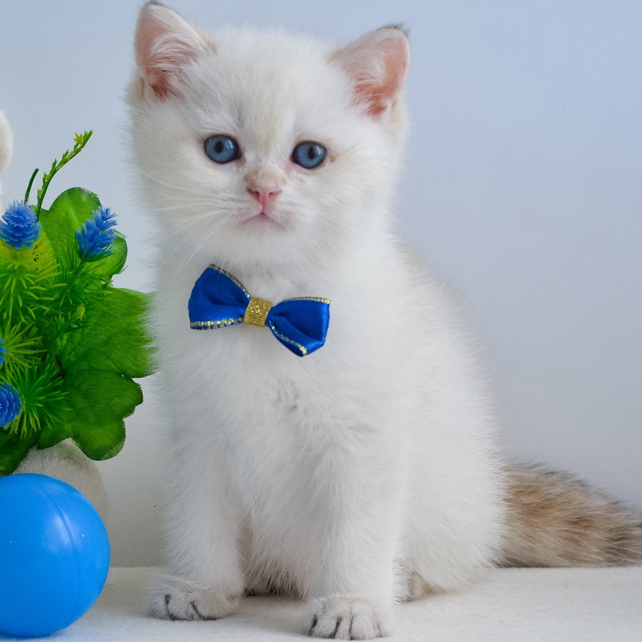 Ilan British Shorthair male, black golden shaded pointed