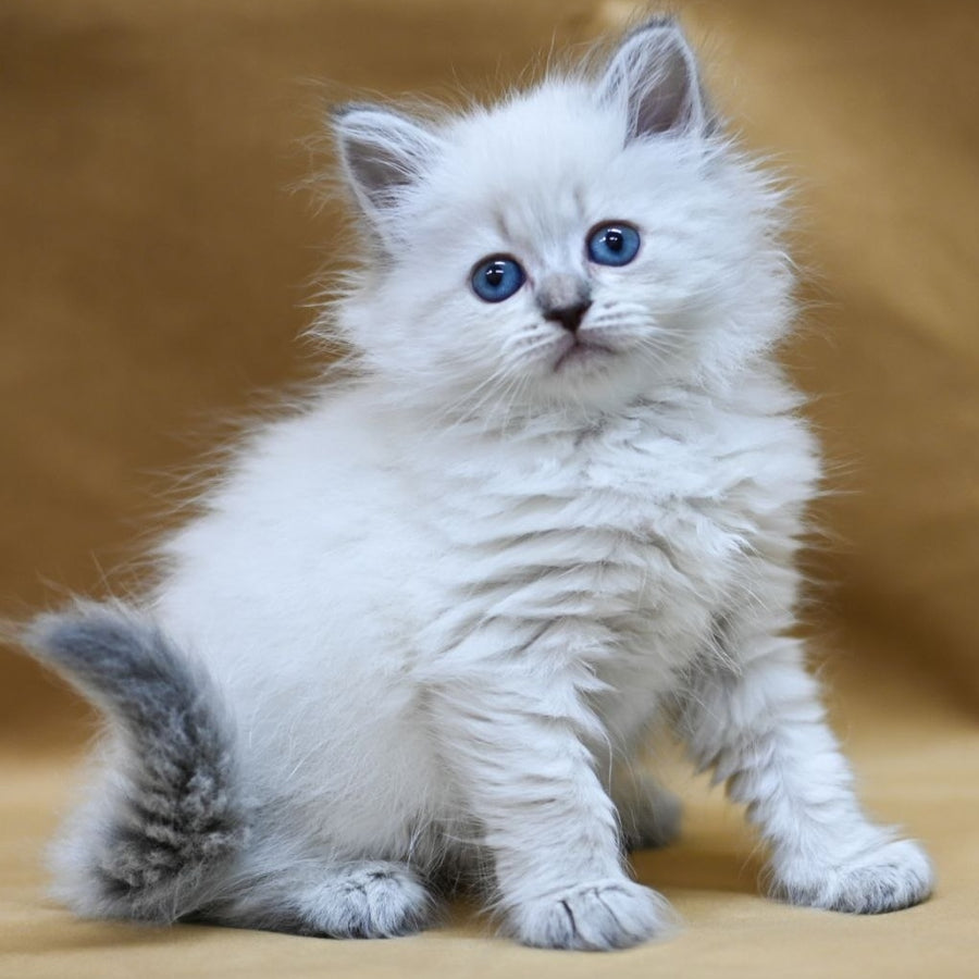 Gloriya Neva Masquerade female, blue tabby pointed