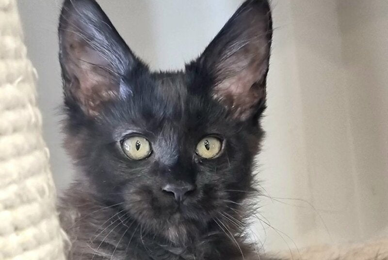 Debora Maine Coon female black with white - live animals