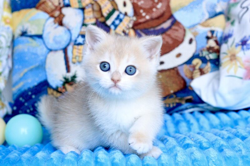 Vivi British Shorthair female, blue golden chinchilla
