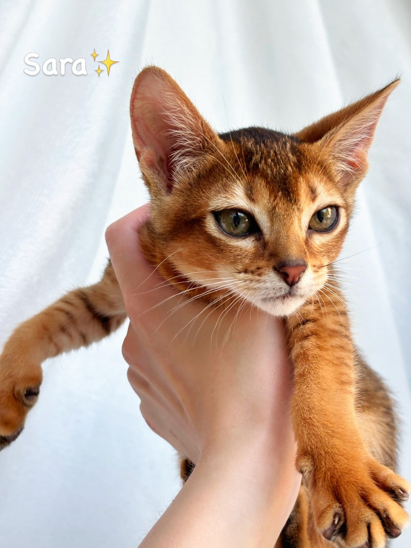 Sara Abyssinian female, ruddy