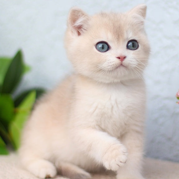 Chester British Shorthair male, blue golden shaded