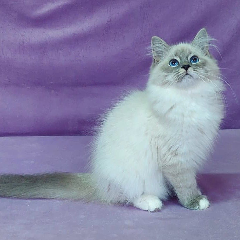 Oscar Siberian male, blue with white tabby pointed