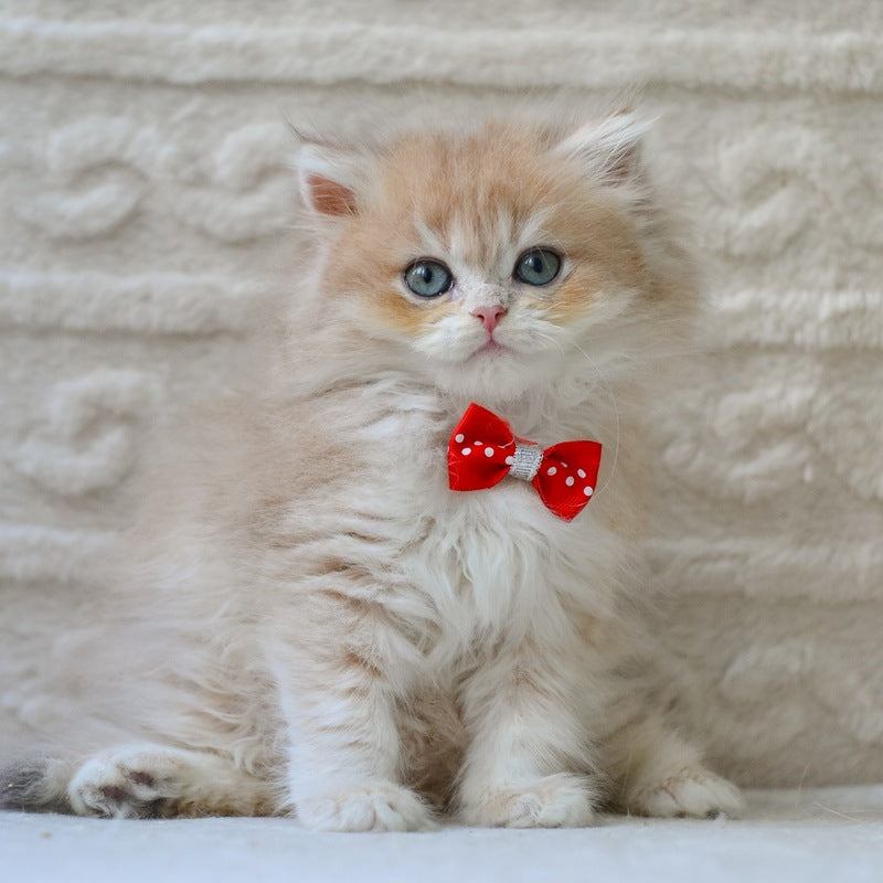Elio British Longhair male, blue golden shaded