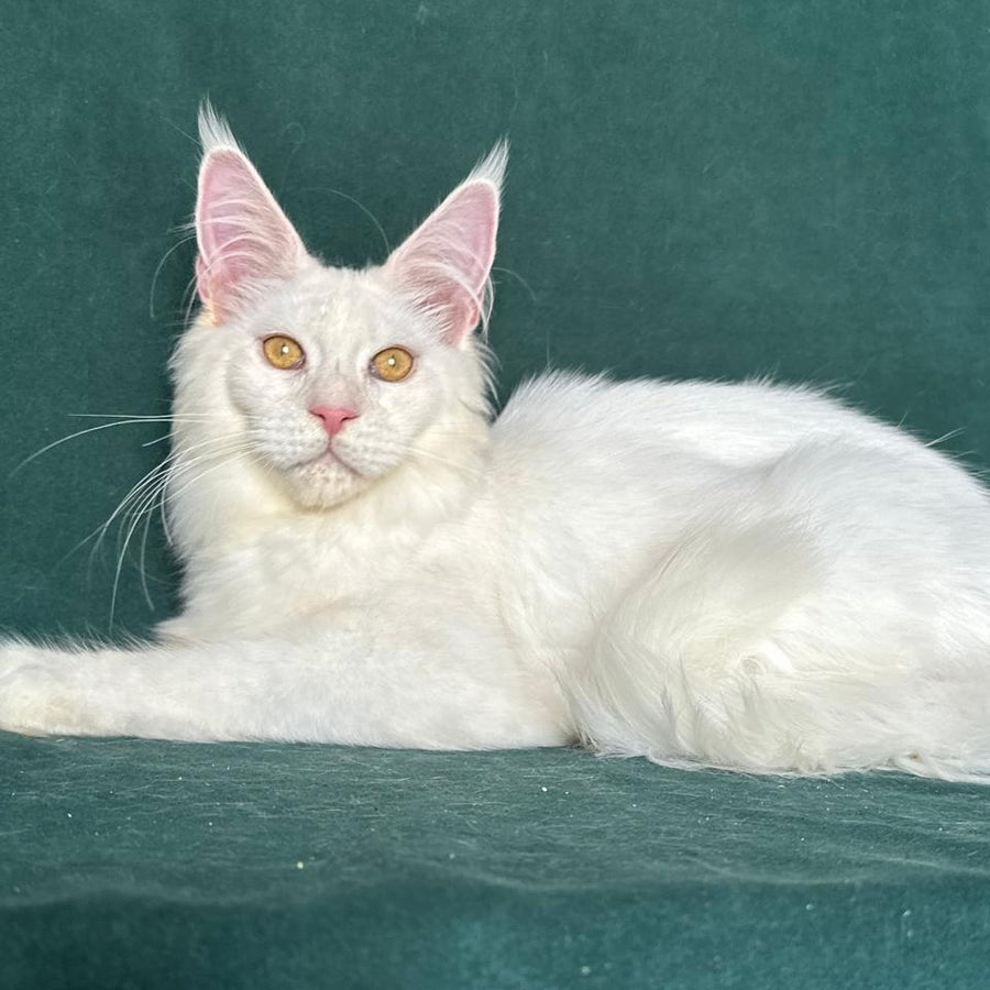 Dorothy Maine Coon female, red silver chinchilla