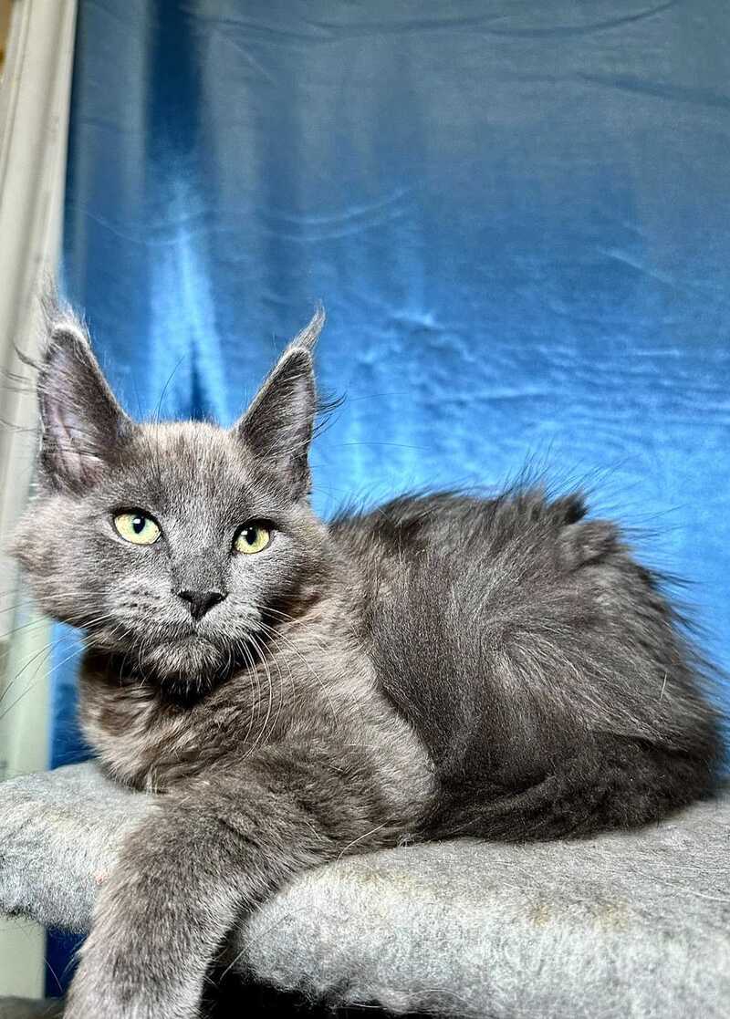 Marcus Maine Coon male, blue