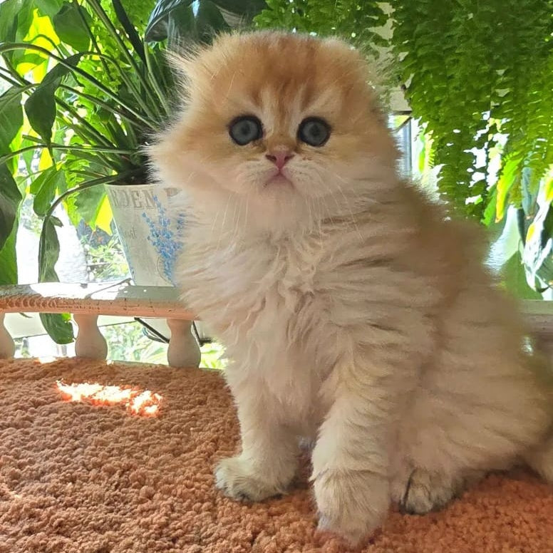 Jin Scottish Fold male, black golden shaded