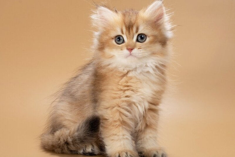 Emerald British Longhair male, black golden shaded