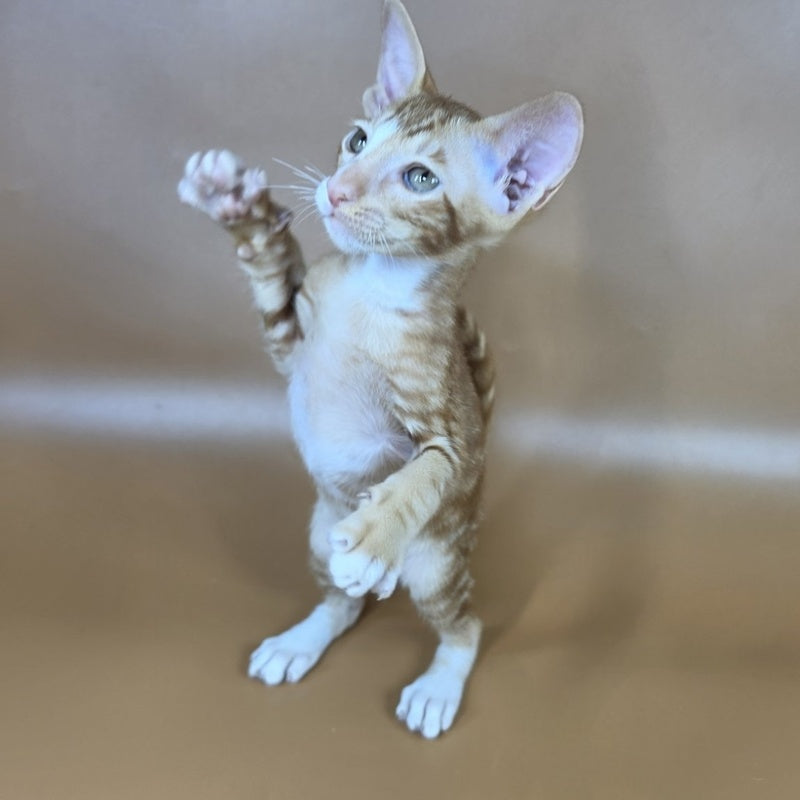 Xylan Oriental Shorthair male, red tabby mitted