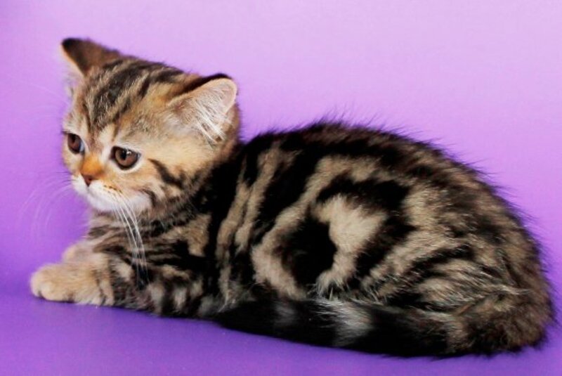 Rose British Shorthair female, black tabby