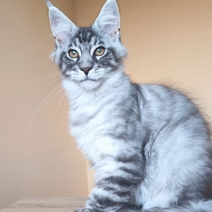 Emir Maine Coon male, black silver ticked tabby