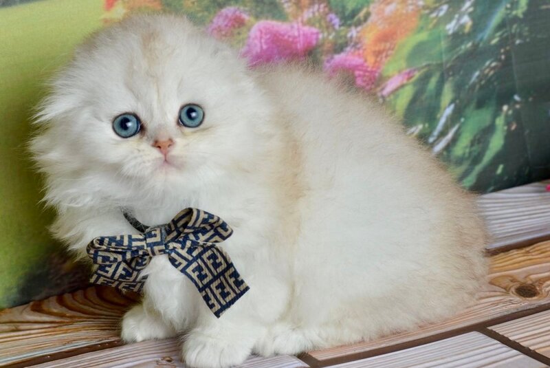 Ronnie Scottish Fold male black silver shaded - live animals