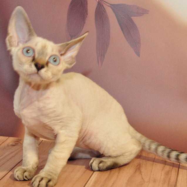 Alex Devon Rex male, black tabby pointed
