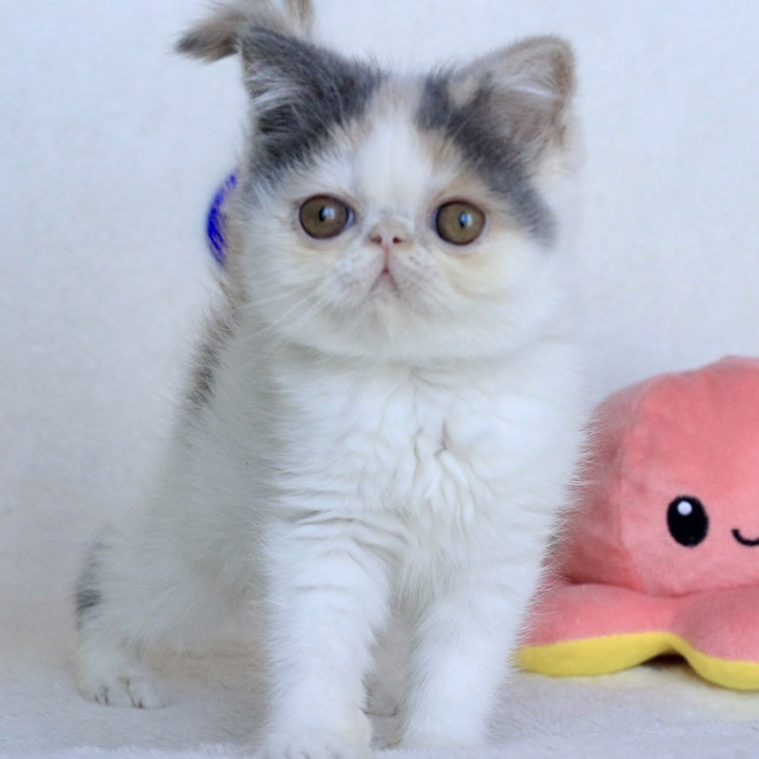Yasia Persian female, blue tortie bicolour