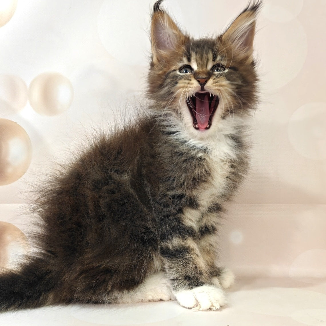 Sheriff Maine Coon polydactyl 6x6x6x6 male, black tabby with white