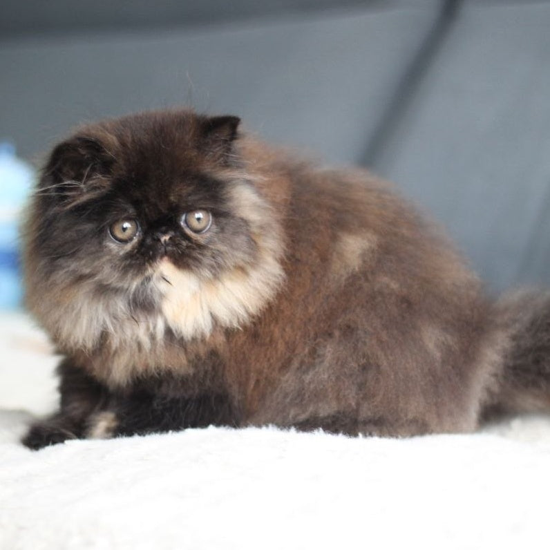 Citadel Persian female, black tortie