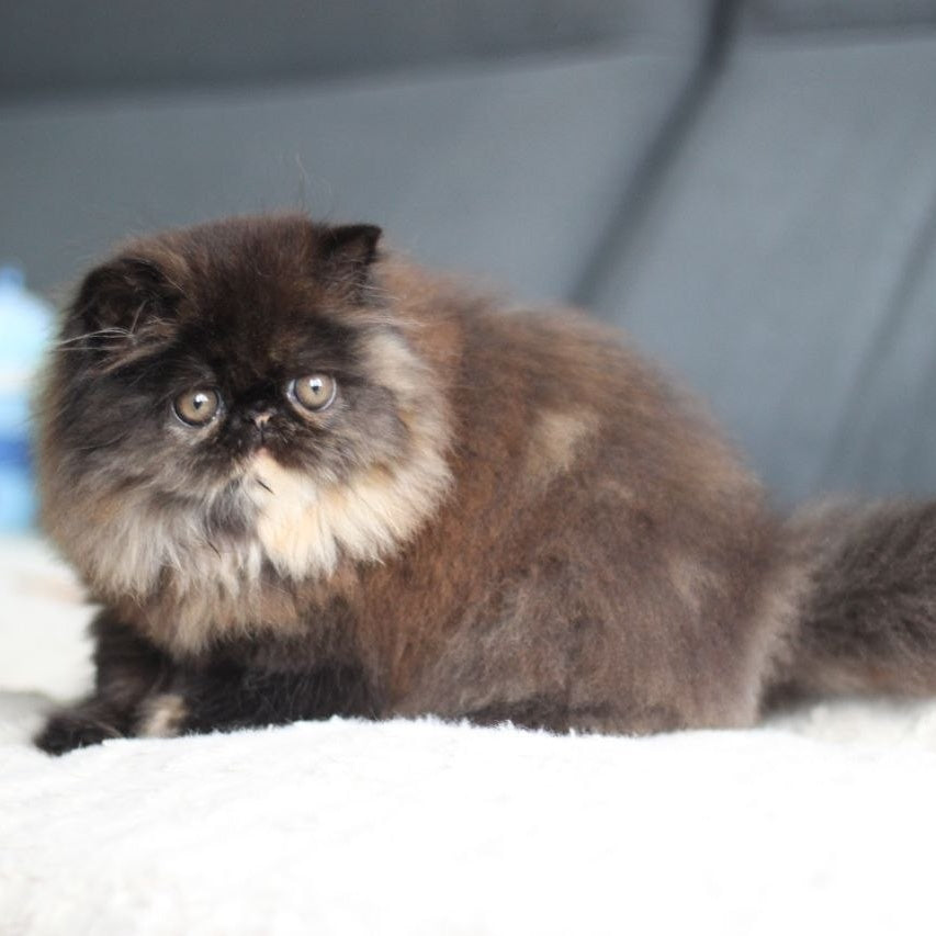 Cintia Persian female, black tortie