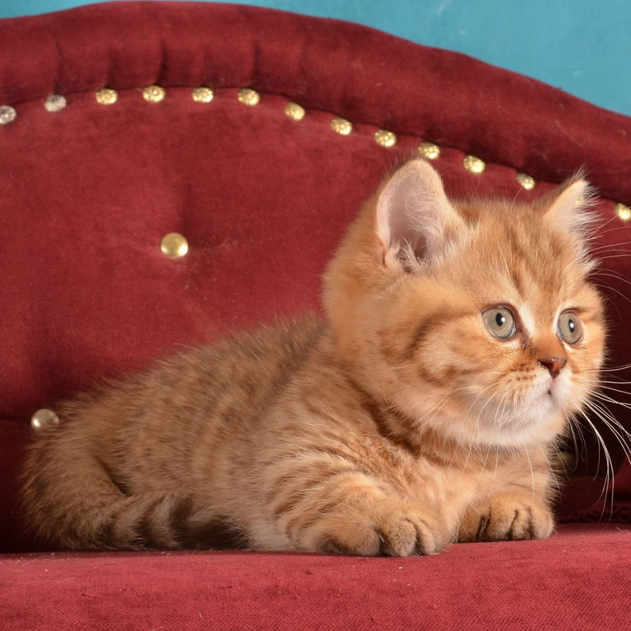 Holly Munchkin female, chocolate spotted tabby