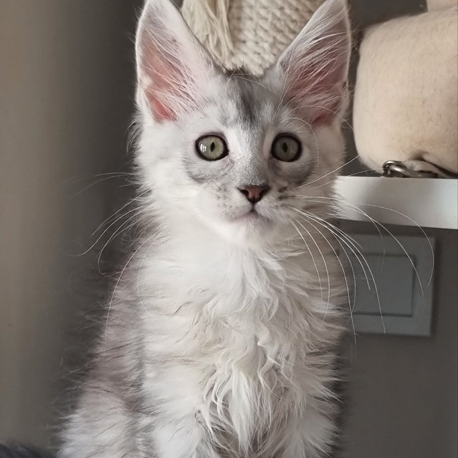 Eveta Maine Coon female, black silver tabby