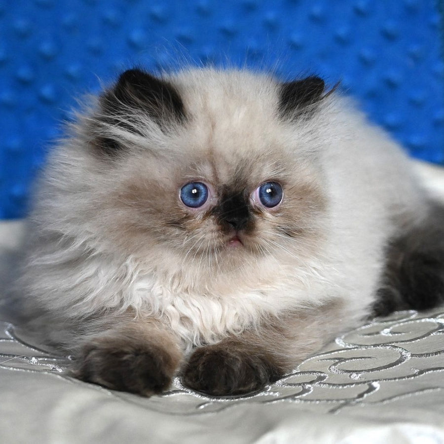 Brooklyn Persian male, black pointed