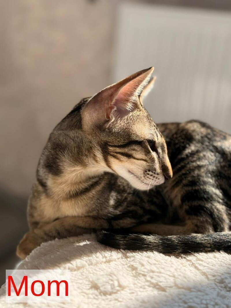 Atlas Oriental Shorthair male lilac tabby - live animals