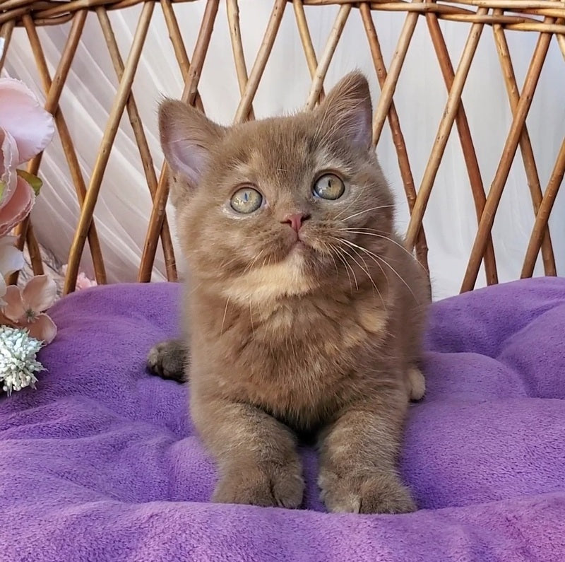 Sherry British Shorthair female, cinnamon tortie