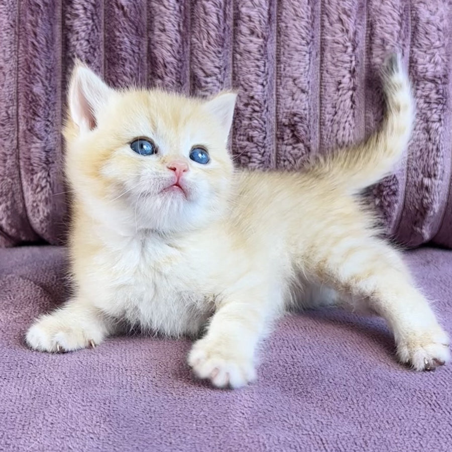 Jaya British Shorthair female, chocolate golden spotted tabby