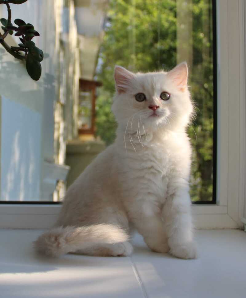 Luka Siberian male cream silver tabby - live animals