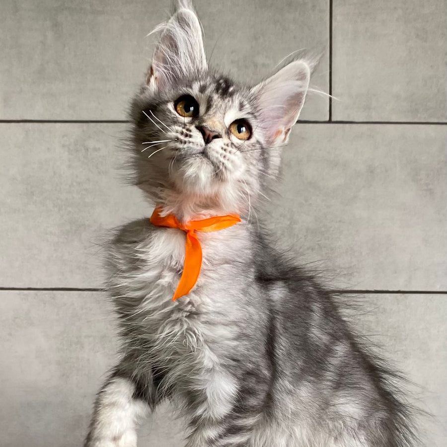 Ulksa Maine Coon polydactyl 6x6x6x6 female, black silver tabby