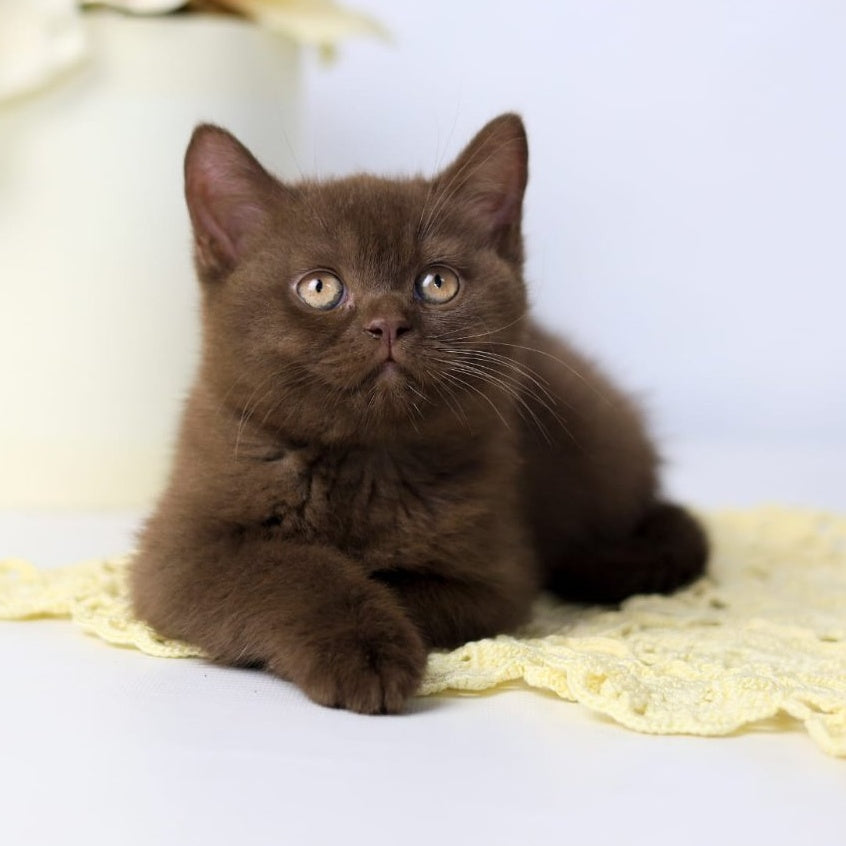 Yahont British Shorthair male, chocolate