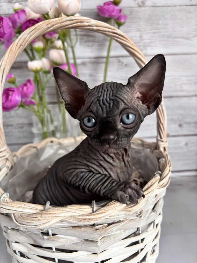 Aziza Canadian Sphynx female black - live animals