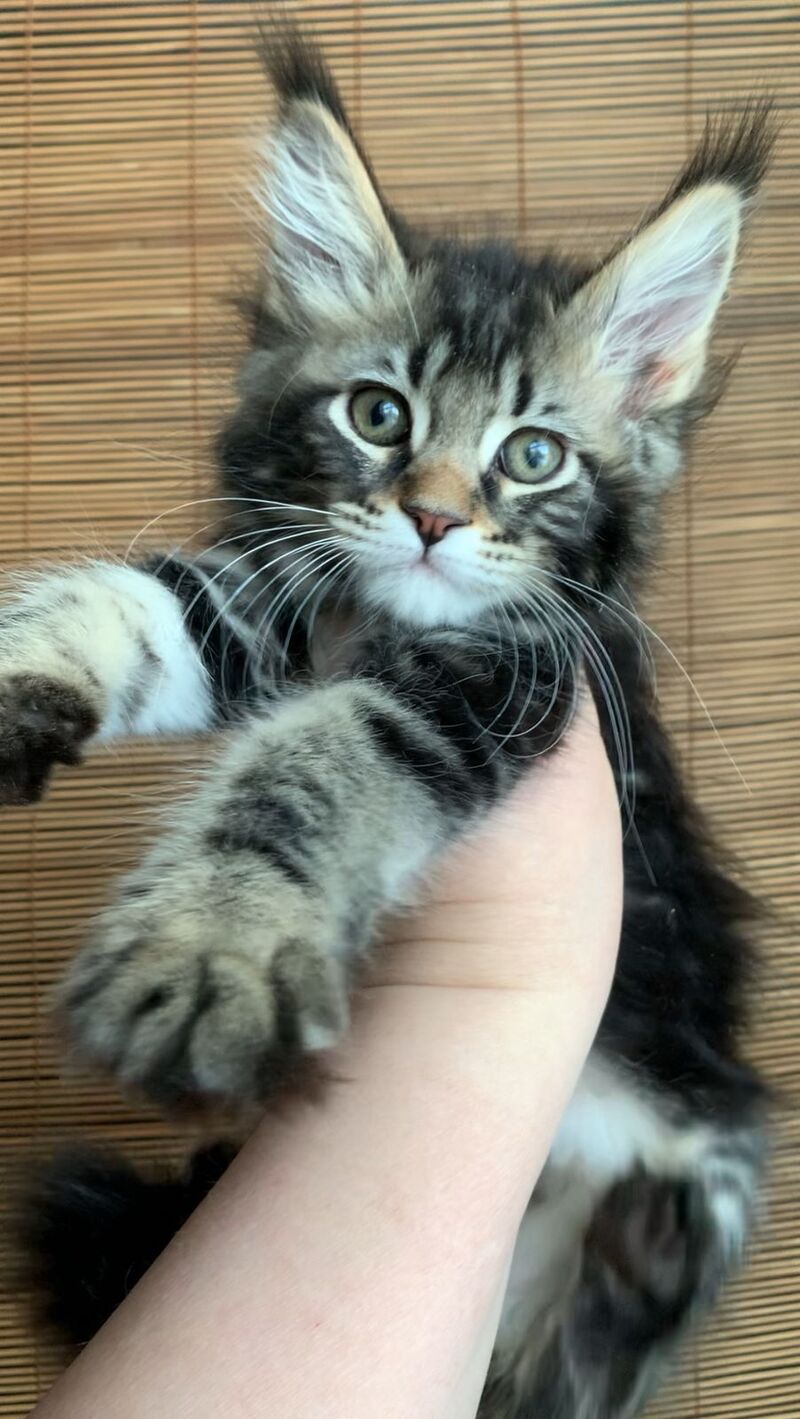 Itaka Maine Coon female black tabby live animals