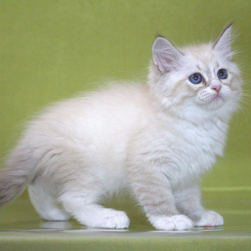 Ioann Siberian male, black with white tabby pointed