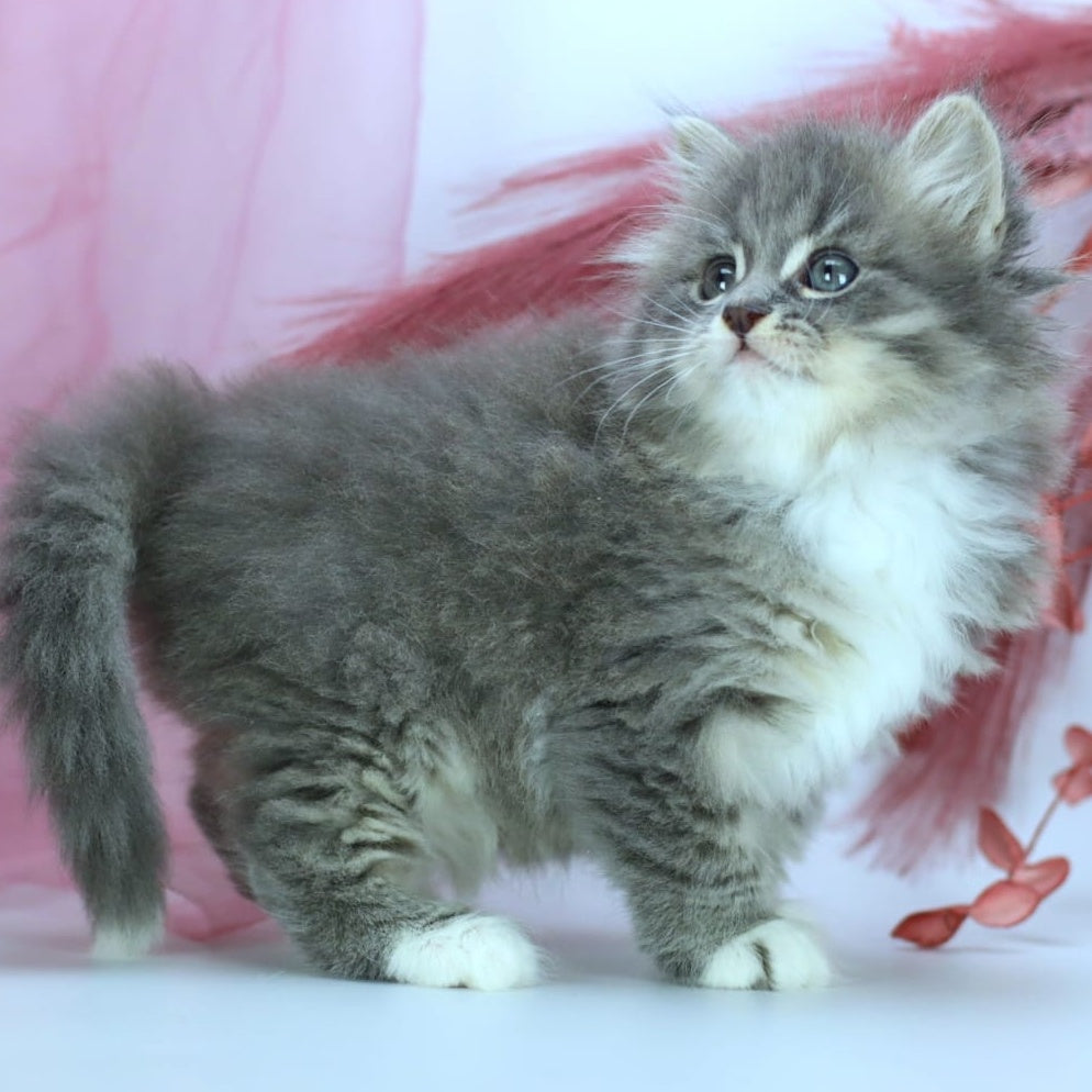 IrtyshIrtysh Siberian male, blue with white spotted tabby