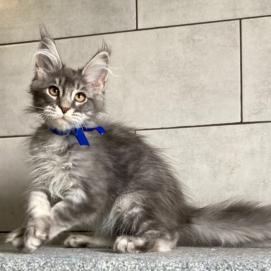 Ussuriysk Maine Coon male, blue silver tabby