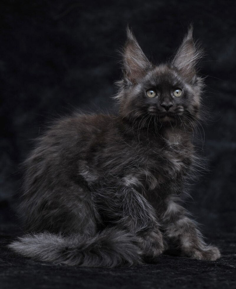 Platon Maine Coon male, black silver