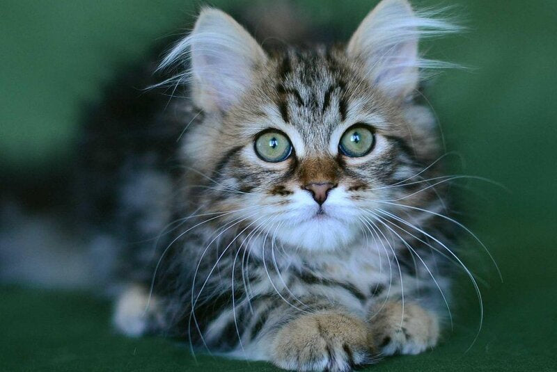 Piter Siberian male, black tabby