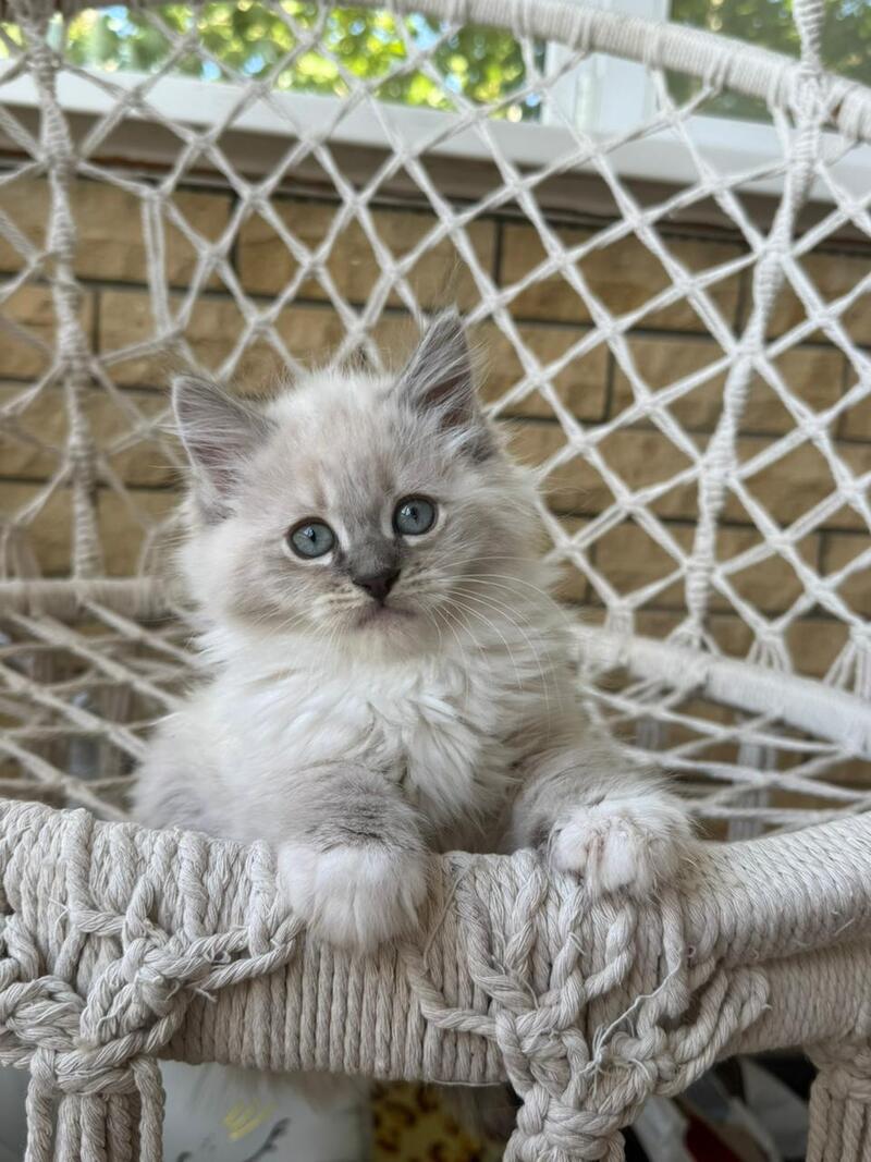 Excellent Siberian male, blue pointed bicolour