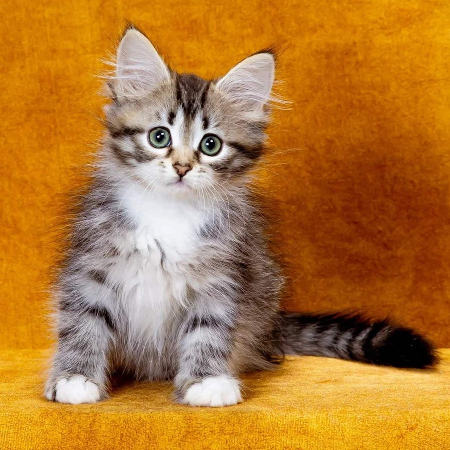 Isabella Siberian female, black with white spotted tabby