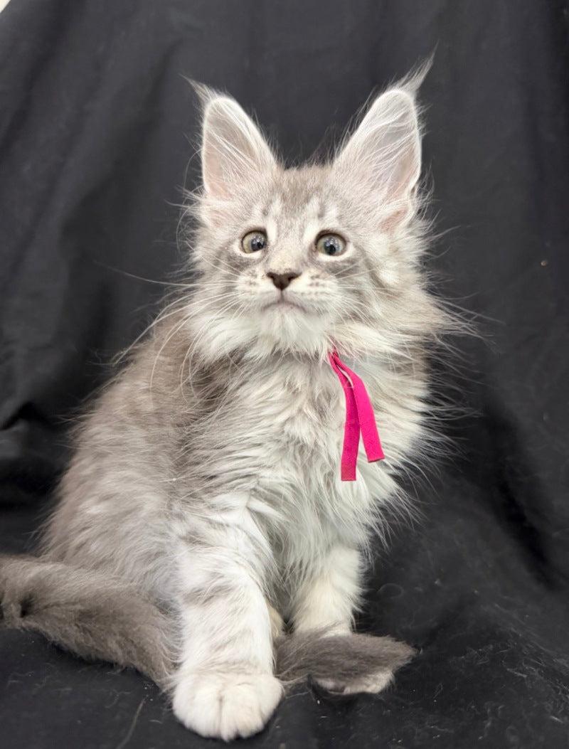 Zama Maine Coon female, blue silver tabby