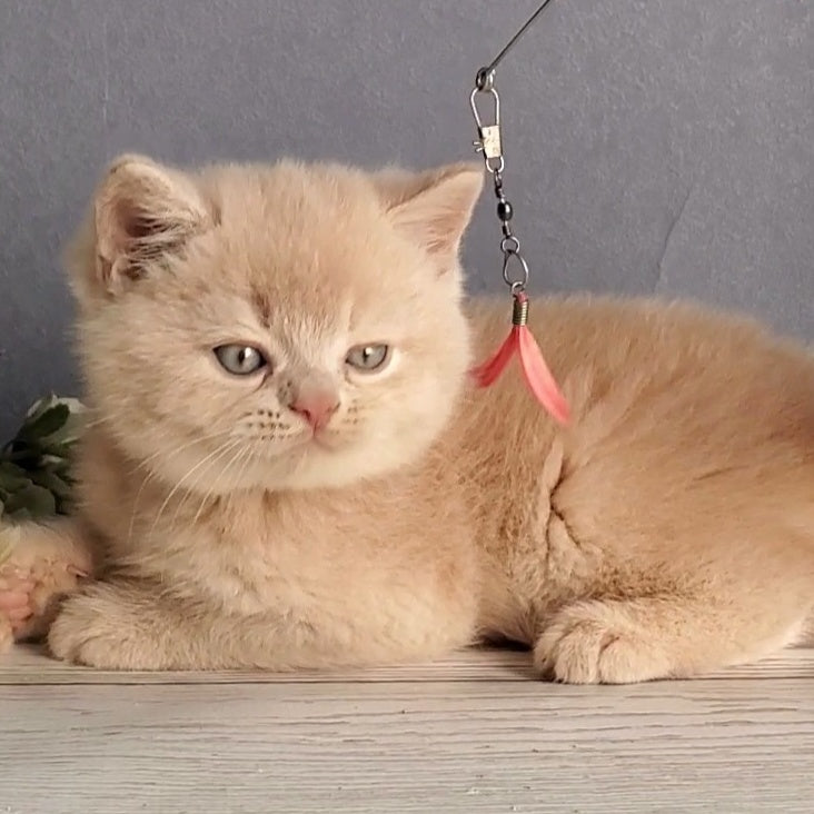 Dionis British Shorthair male, cream