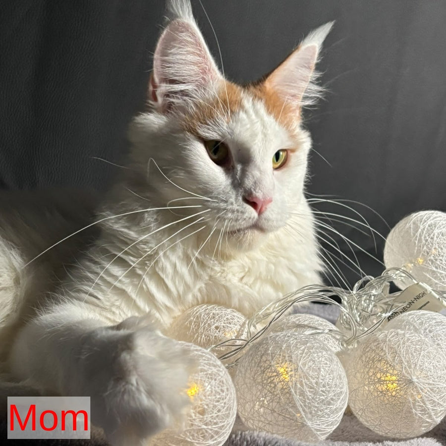 Casper Maine Coon male, cream bicolour