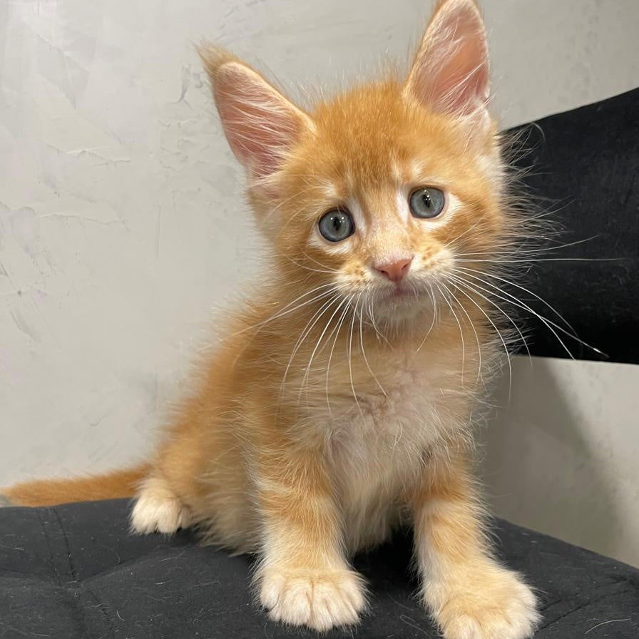 Venya Maine Coon male, red