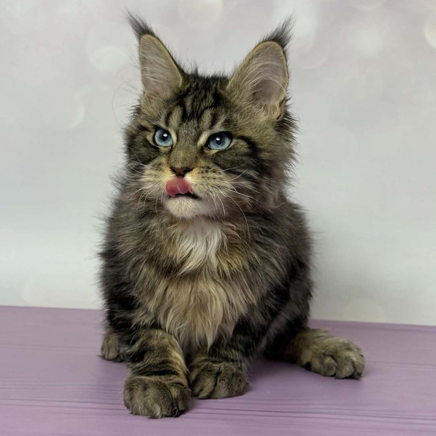 Barby Maine Coon female, black silver tabby with white