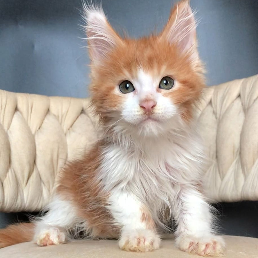 Amos Maine Coon male, red bicolour