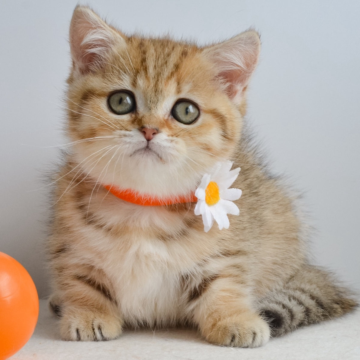 Ines Munchkin female, black golden spotted tabby