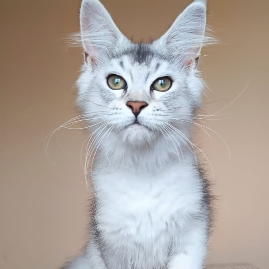 Evana Maine Coon female, black silver ticked tabby
